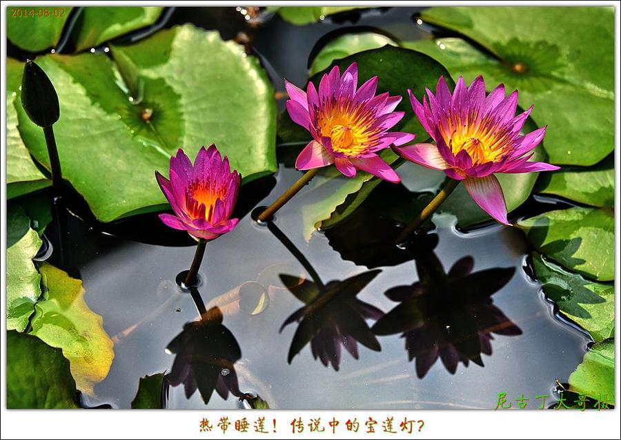 【江滨后花园一池热带睡莲开了!摄影图片】