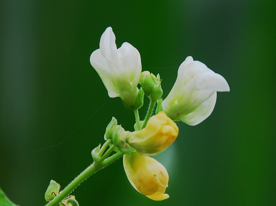 豆角花