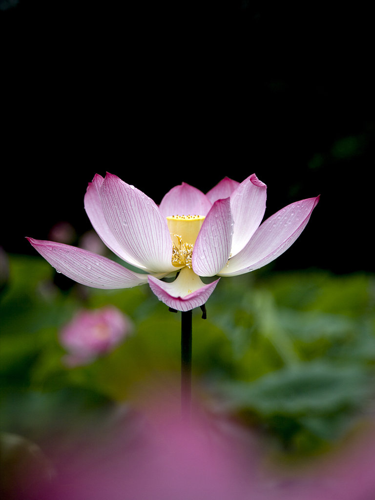 露水荷花别样美