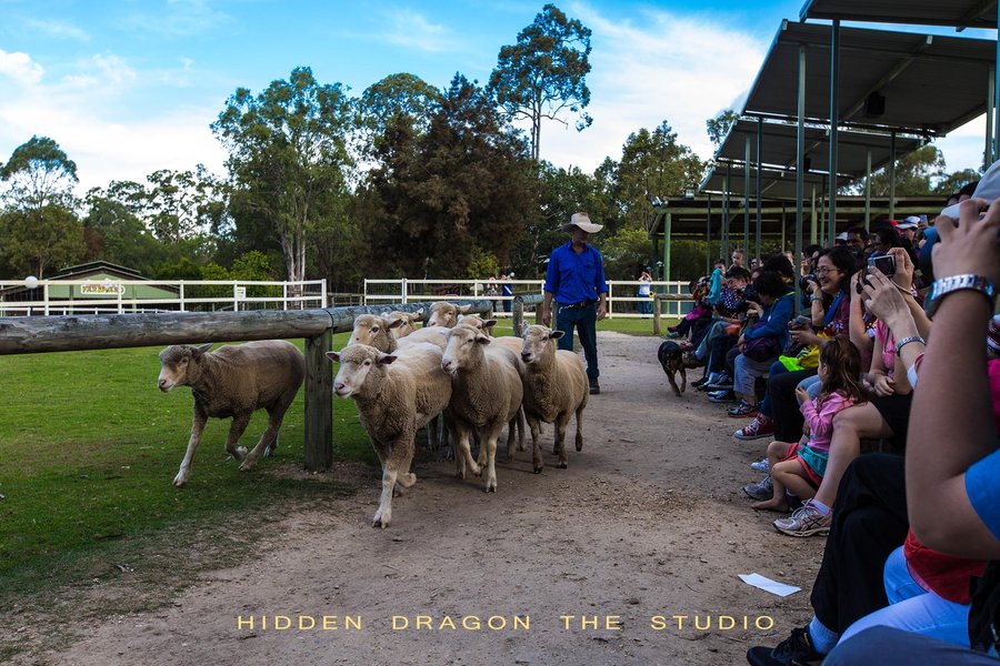澳大利亚天堂农庄-骑马,牧羊犬,挤牛奶表演
