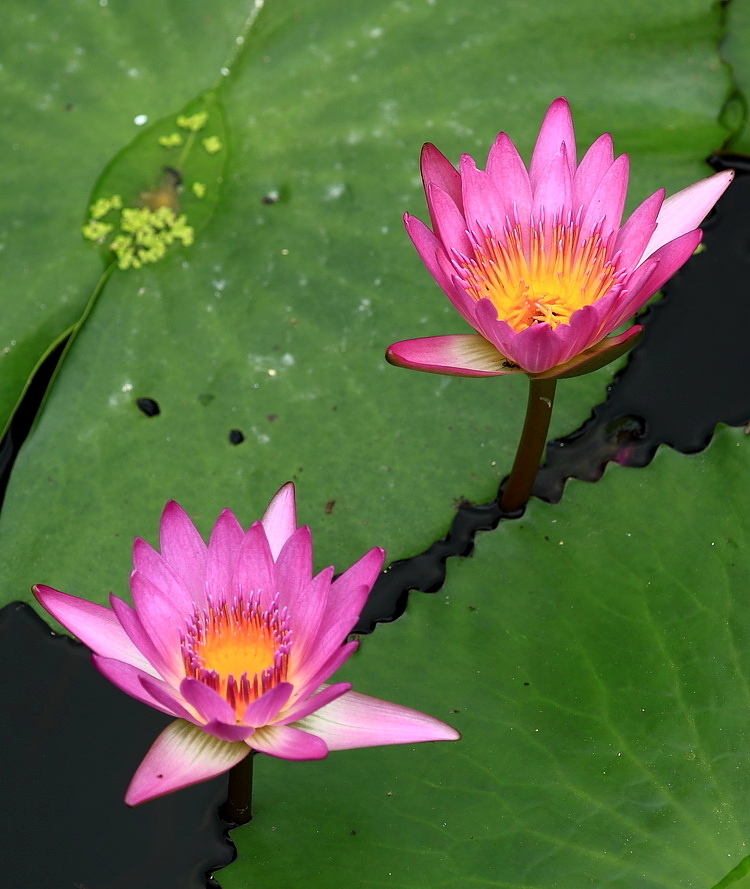 莲荷