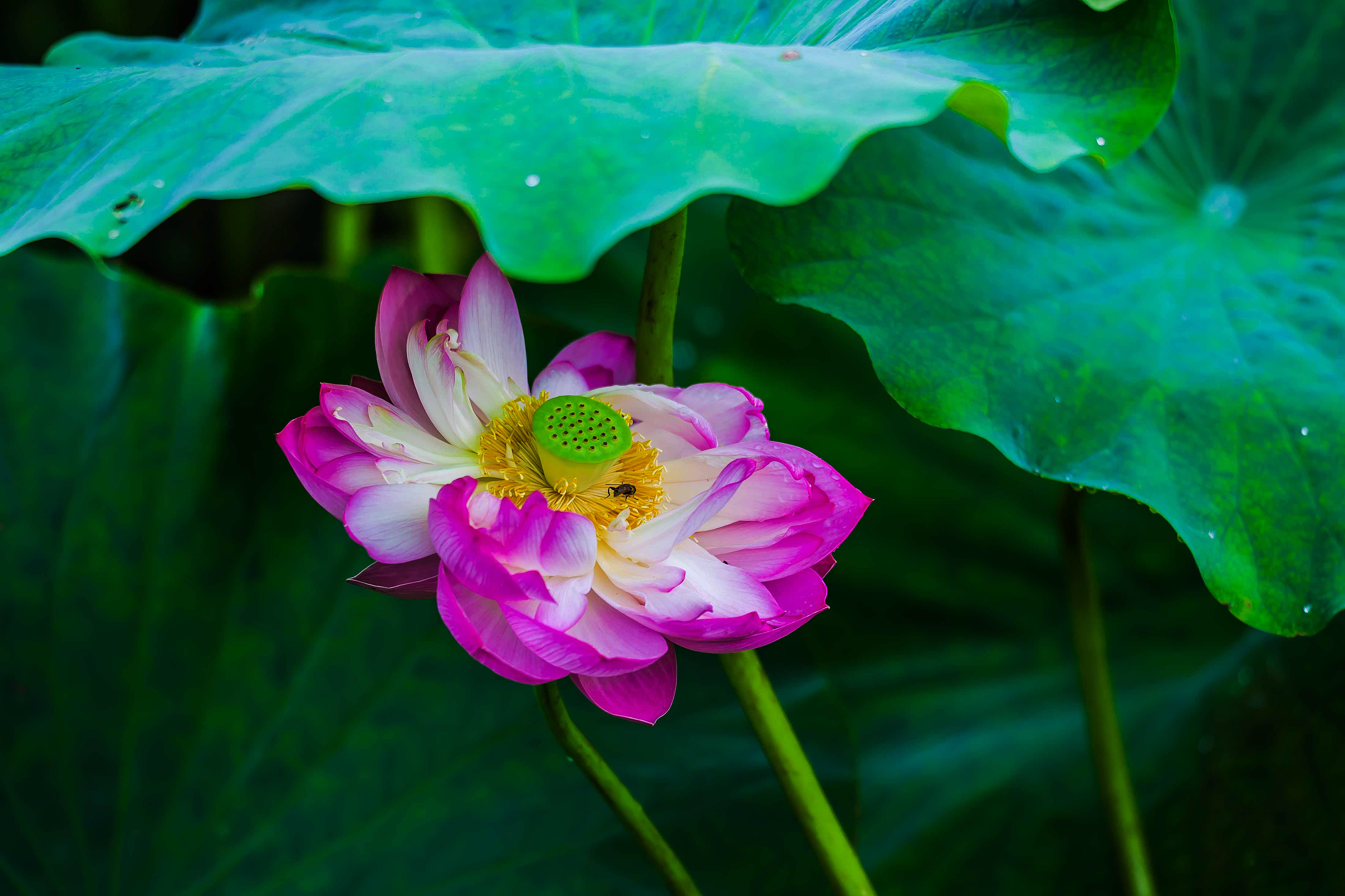 红荷