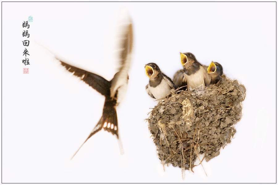 【小燕子摄影图片】生态摄影_太平洋电脑网摄影部落