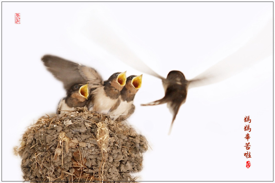 【小燕子摄影图片】生态摄影_太平洋电脑网摄影部落