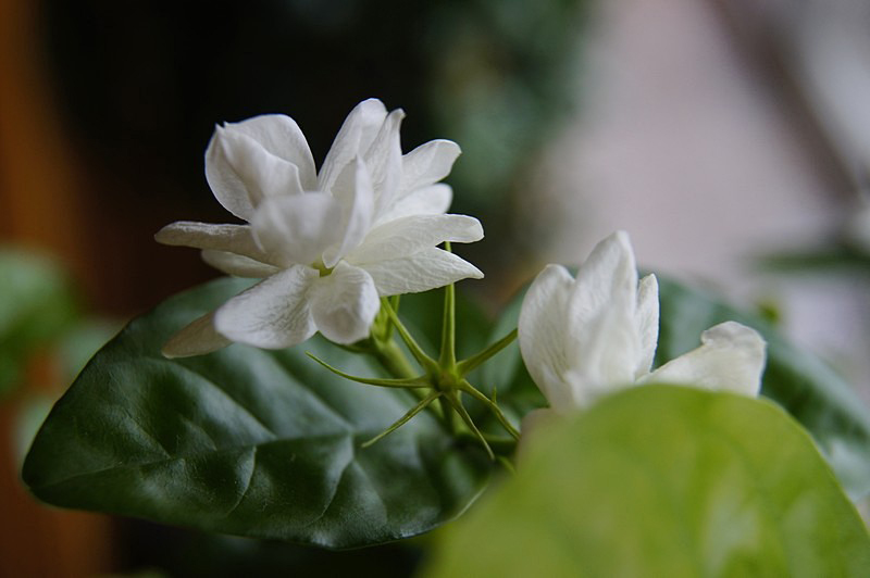 好一朵茉莉花