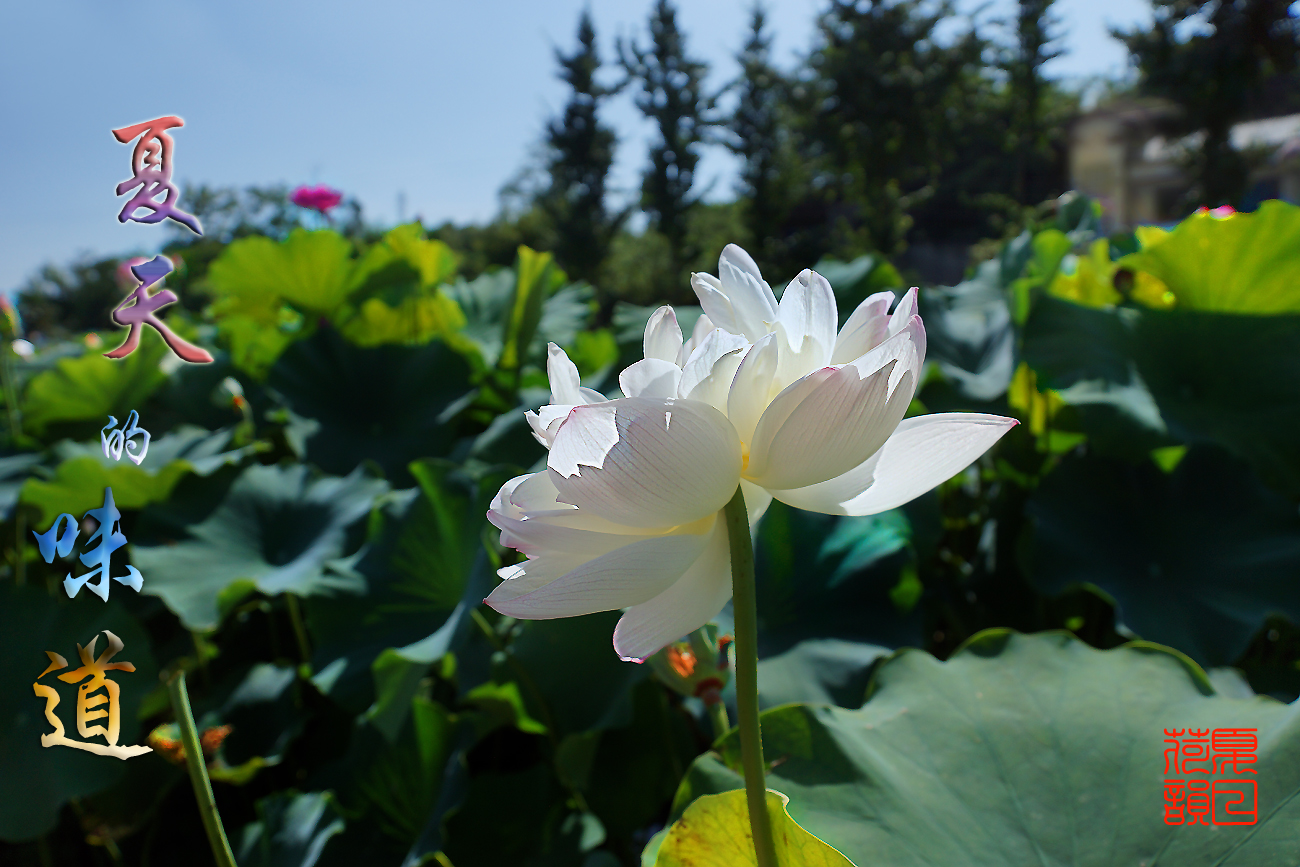 夏天旳味道骄阳似火