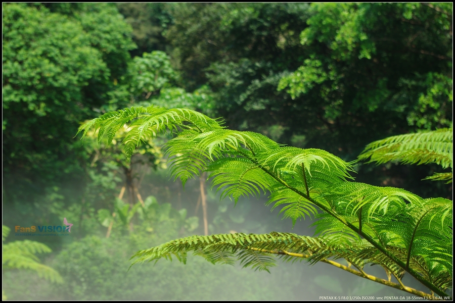 【厦门万石植物园的雨林世界--K5摄影图片】生