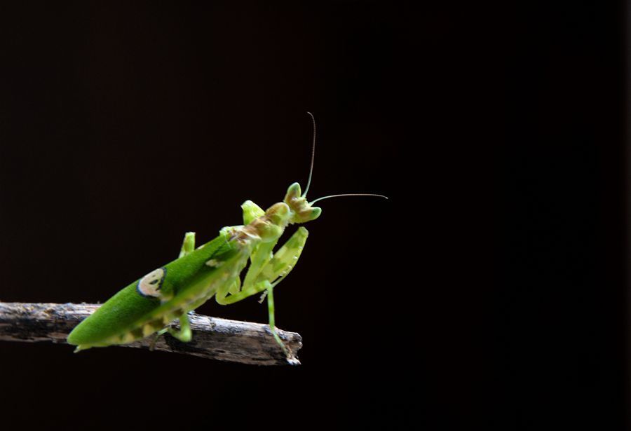 【小螳螂摄影图片】生态摄影