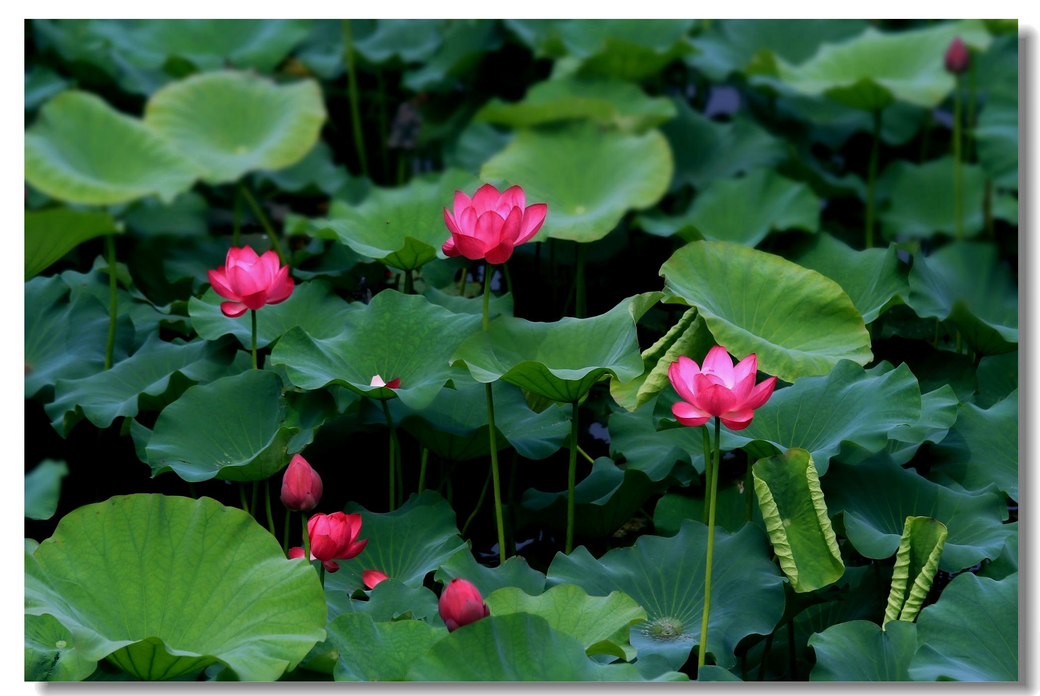 【————满池荷花夏日红————摄影图片】风光_老