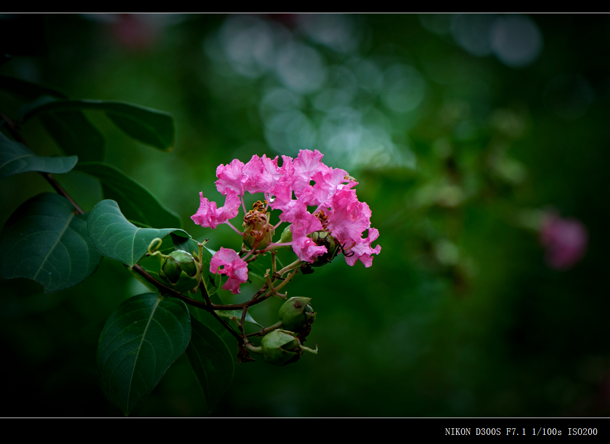 雨后小紫薇