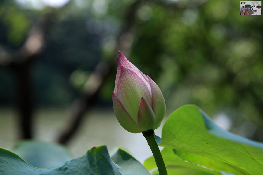 【为了烟花三月下扬州(扬州镇江美景三)摄影