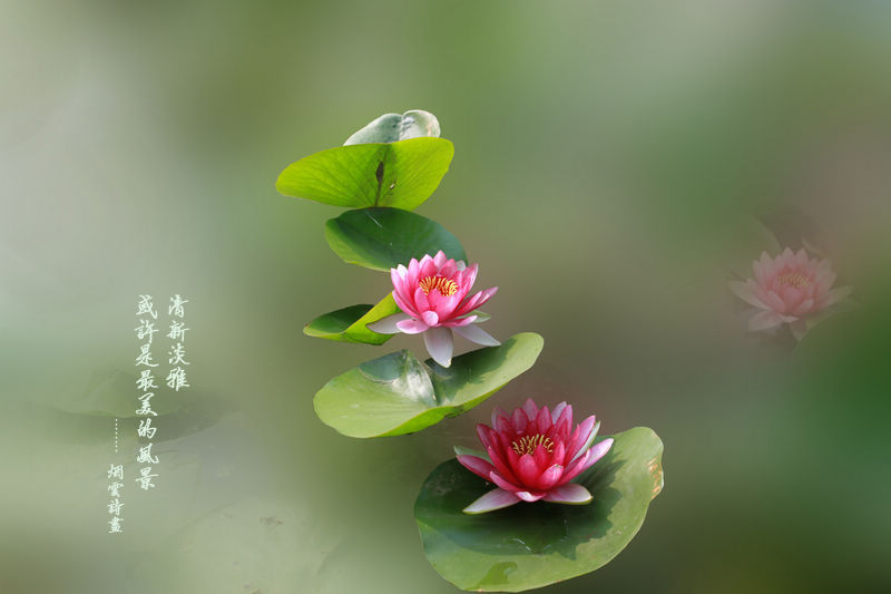 创意荷花