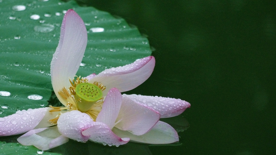 雨中荷花----作业