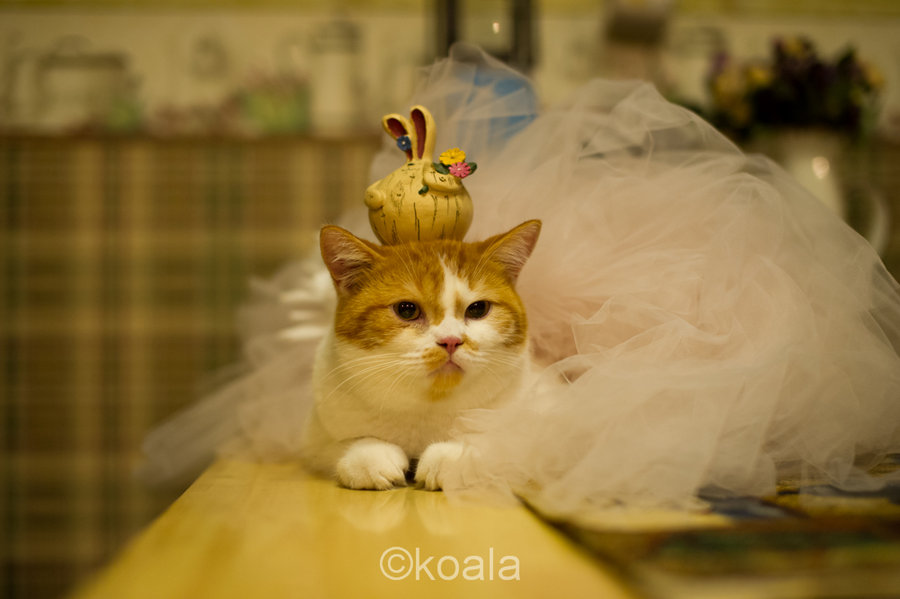 咖啡馆,猫咪公主