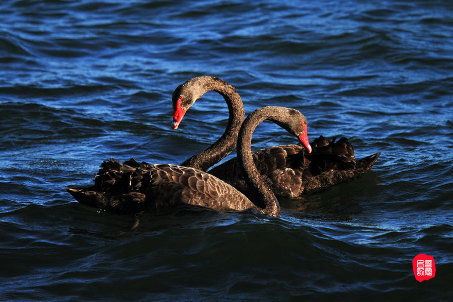 【新西兰陶波湖的黑天鹅摄影图片】生态摄影