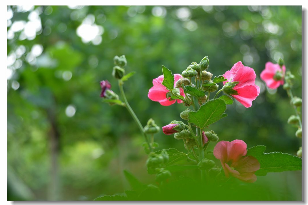 蜀葵花语:梦.