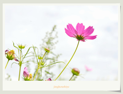 格桑花