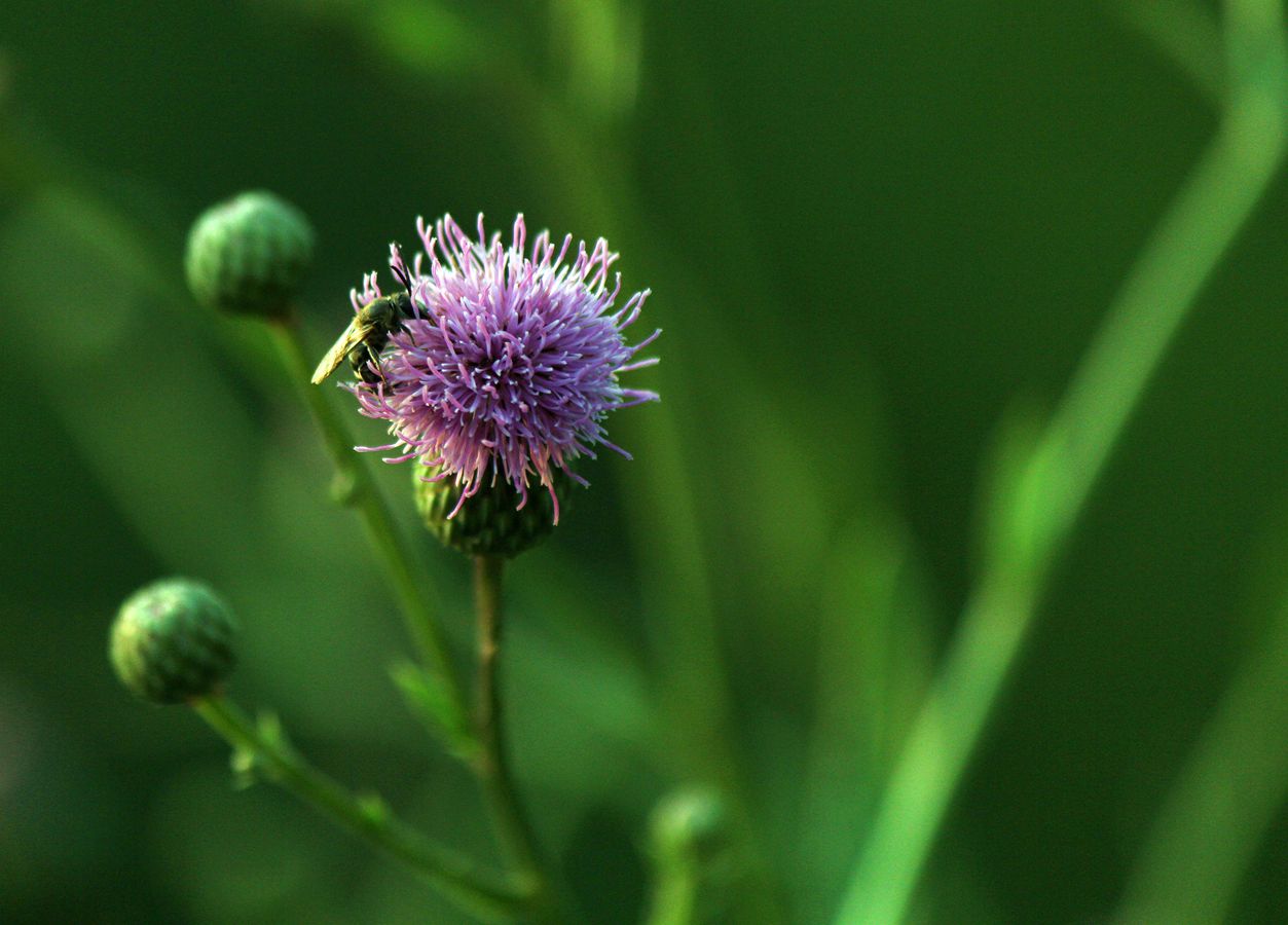小花——小草——(一)