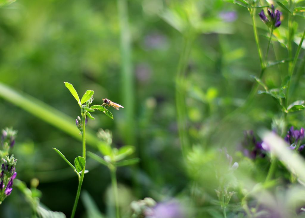 ——小花——小草——(三)