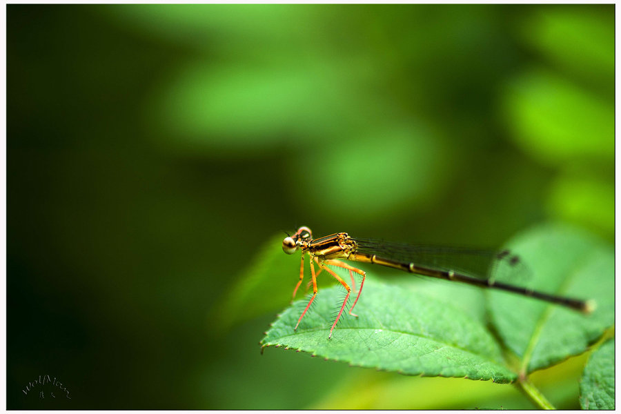 【生态--昆虫记(三)--蜻蜓摄影图片】生态摄影