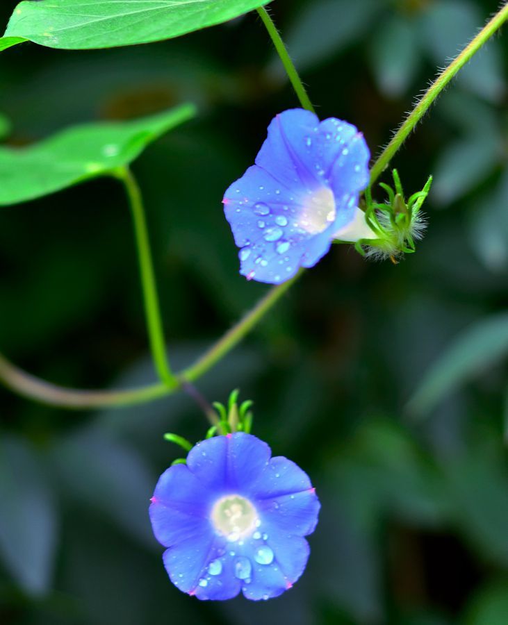 【晨露牵牛花摄影图片】生态摄影_太平洋电脑网摄影