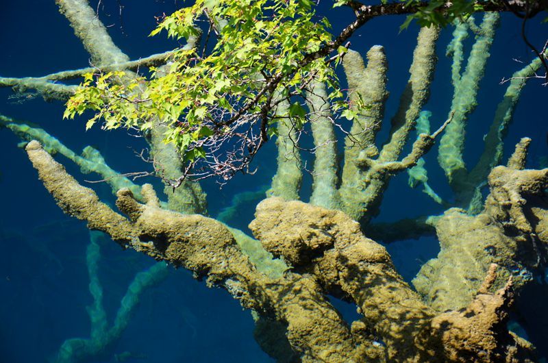 【九寨沟水下世界摄影图片】风光摄影