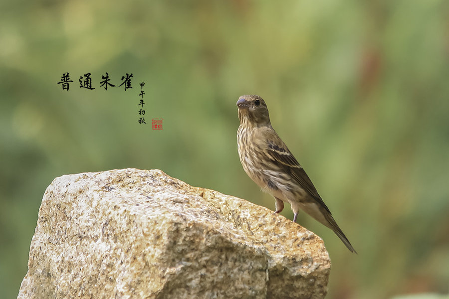 普通朱雀—青麻料