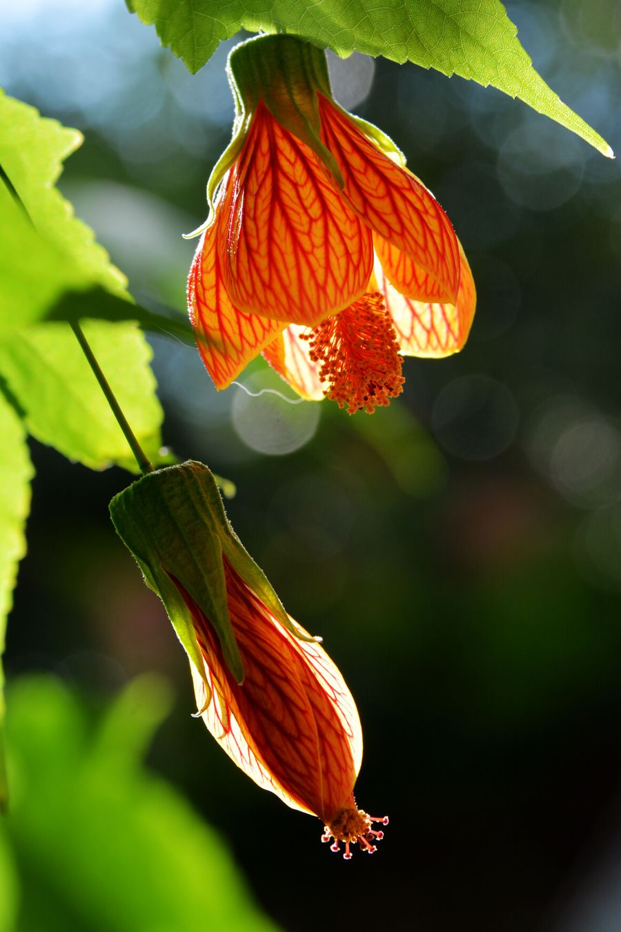 灯笼花