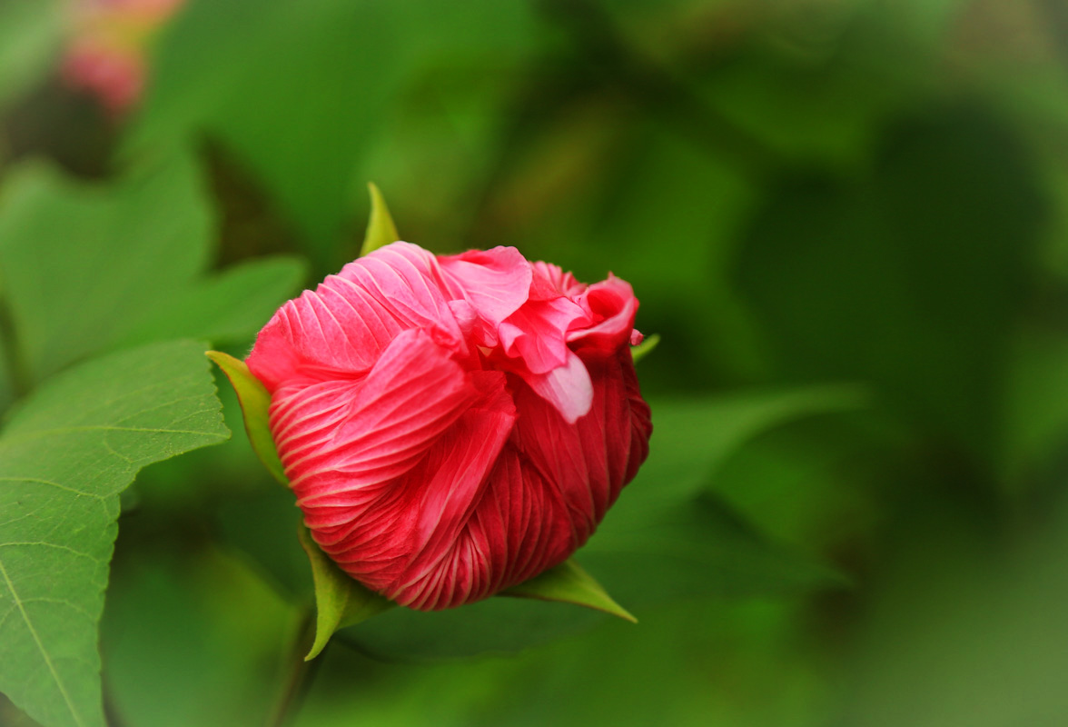 木芙蓉花季