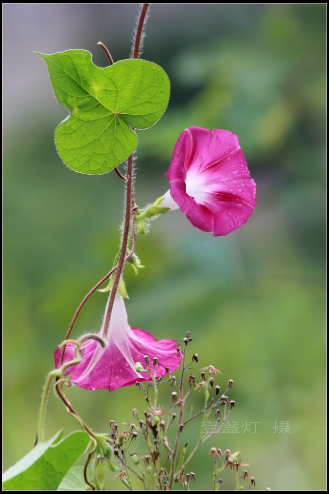 牵牛花已开