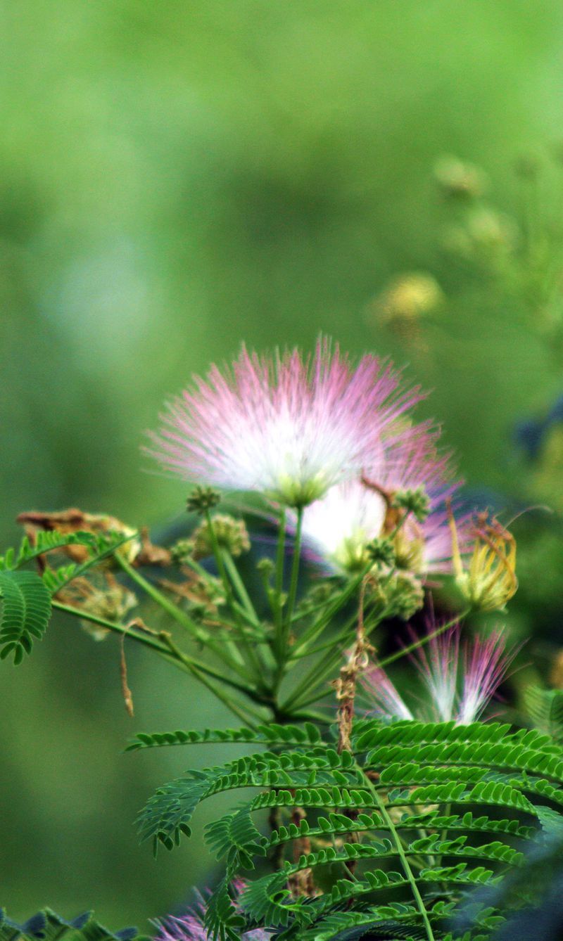 ————小花————小草————(八)