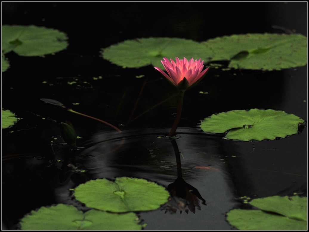 tropical water lily---热带水莲