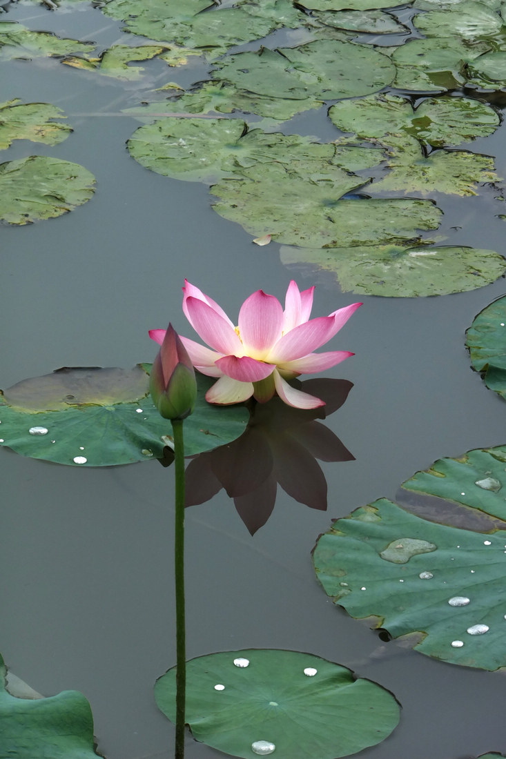 一半莲蓬一半花