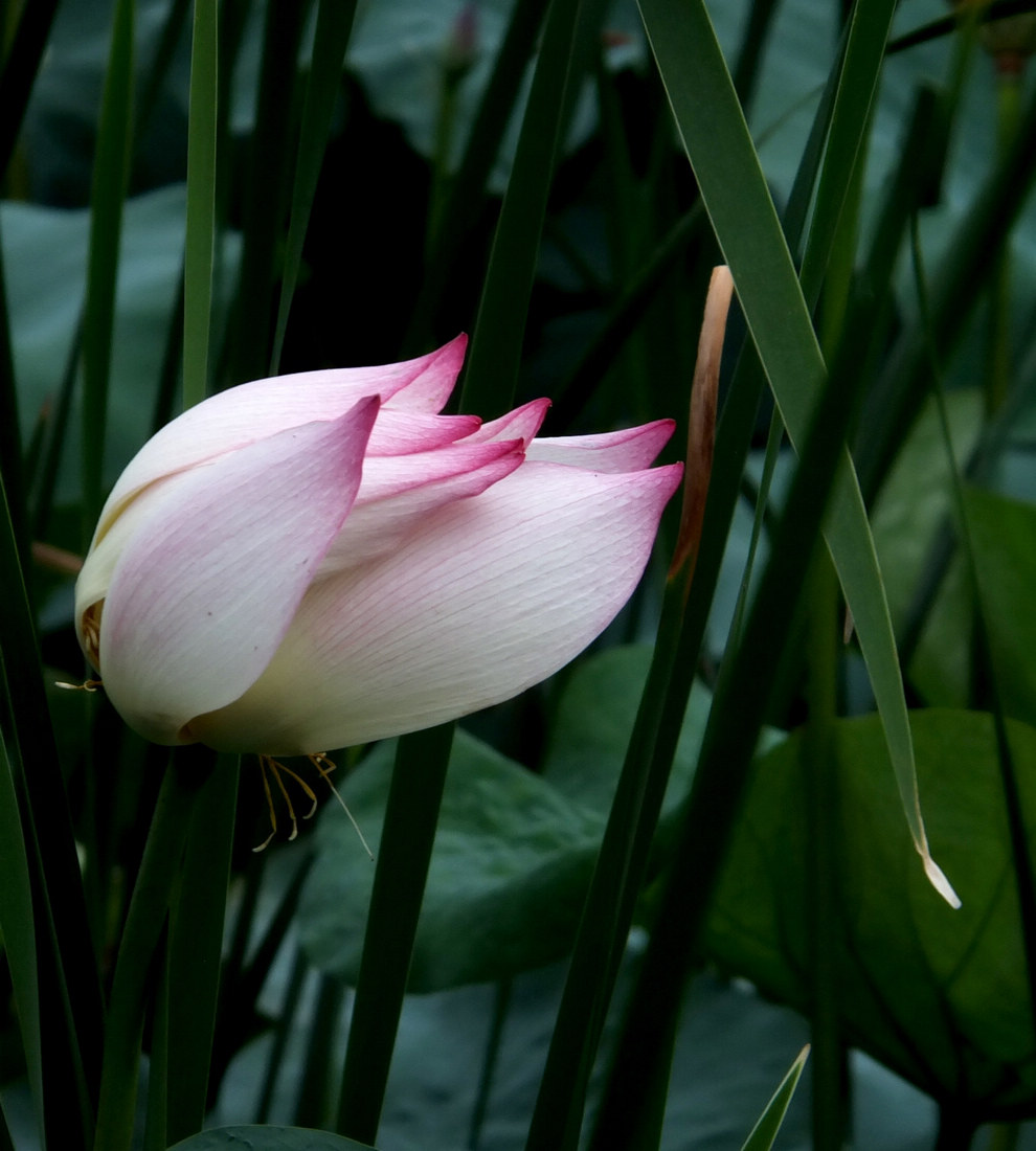 一半莲蓬一半花