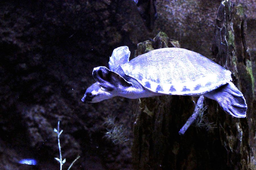 【海洋馆里的海龟摄影图片】生态摄影
