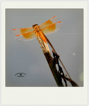 小品--蜻蜓