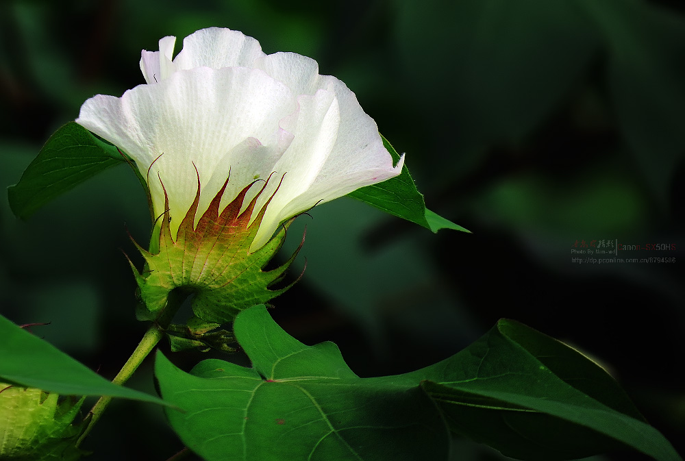 棉花的花