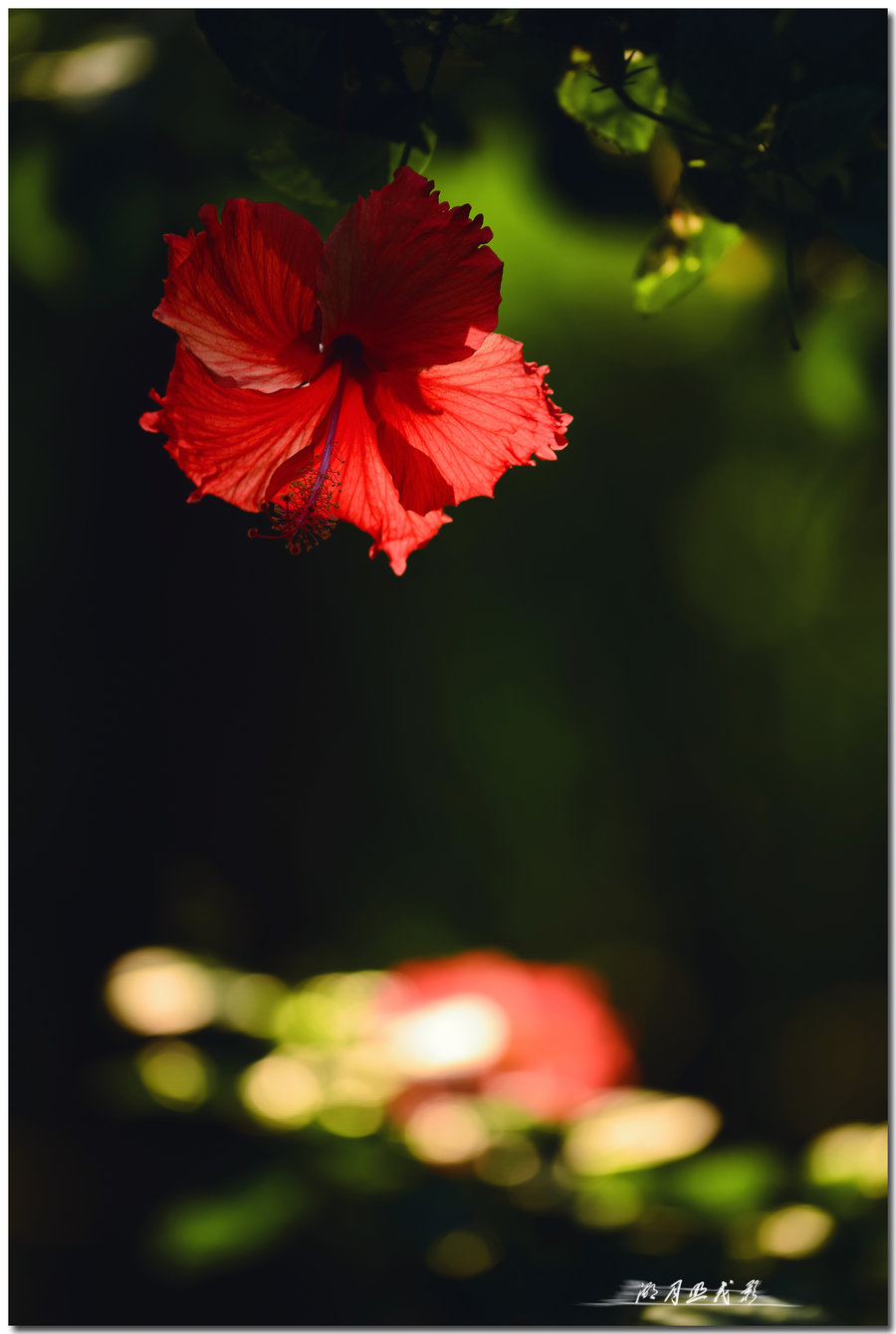 红花绿叶图片