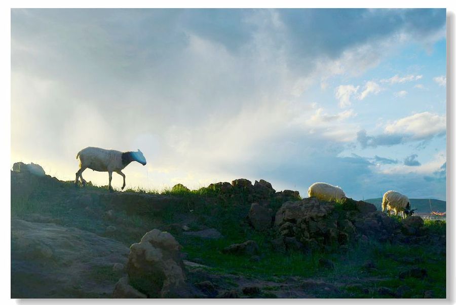 【【大美青海湖】第五季:优哉游哉的山羊