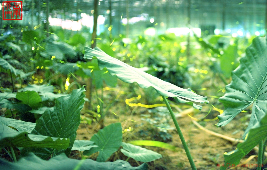 【萤火虫,萤火虫,慢慢飞。摄影图片】视频v视频生态生姜毒图片