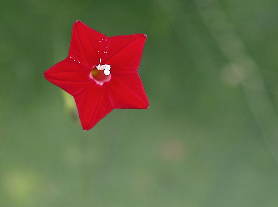 小小五星花