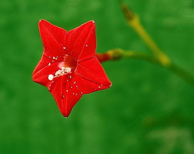 小小五星花