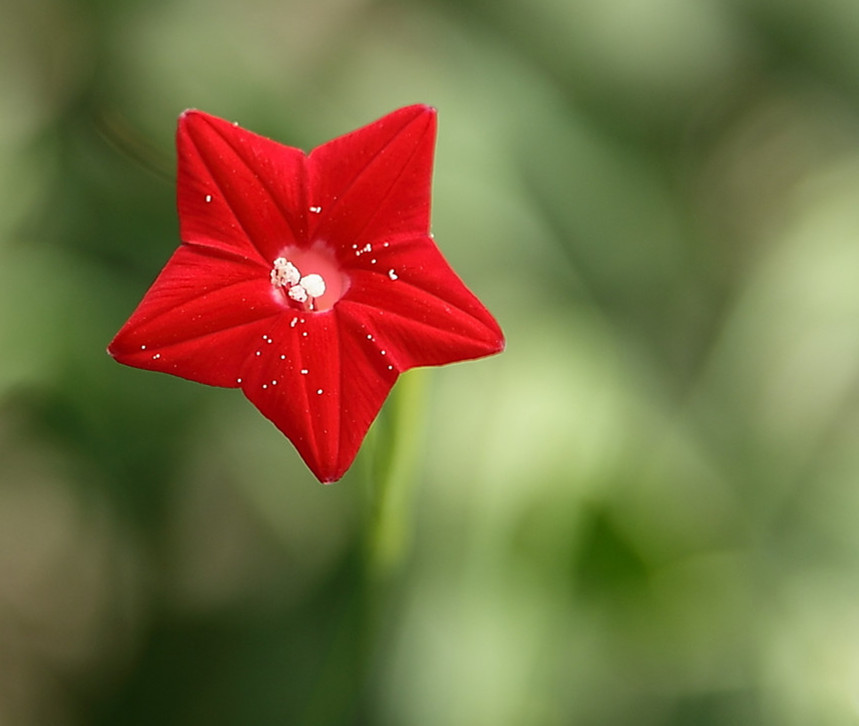 小小五星花