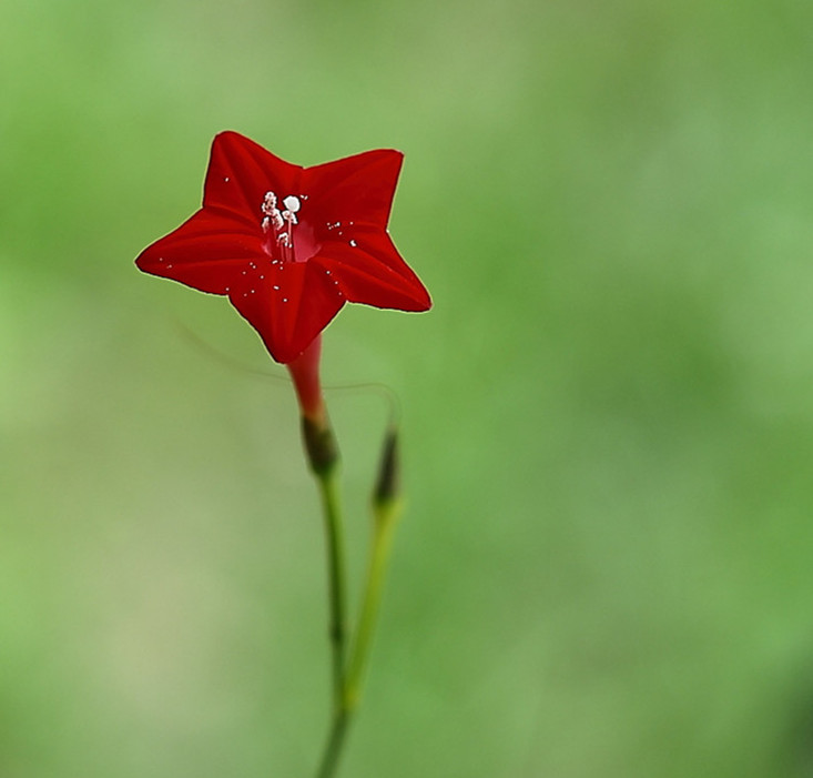 小小五星花