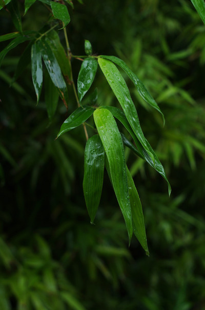 雨中拍竹赏绿色