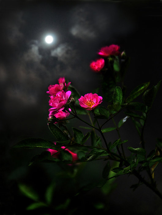 月夜的玫瑰静悄悄的开