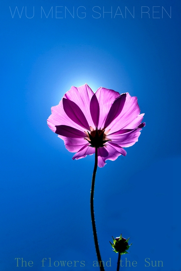 花儿与太阳