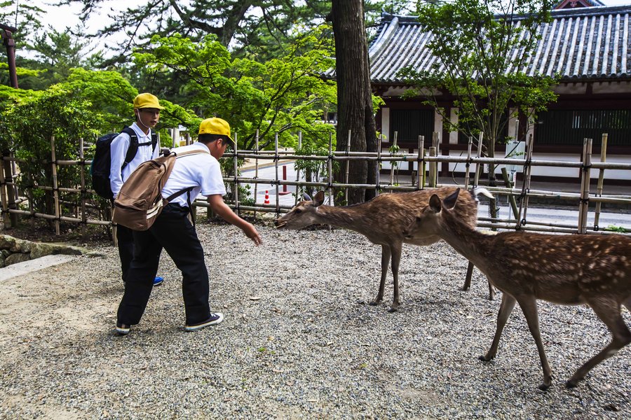 【日本奈良东大寺摄影图片】风光旅游摄影
