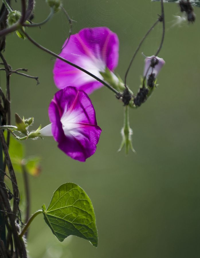 秋实秋花小区随拍