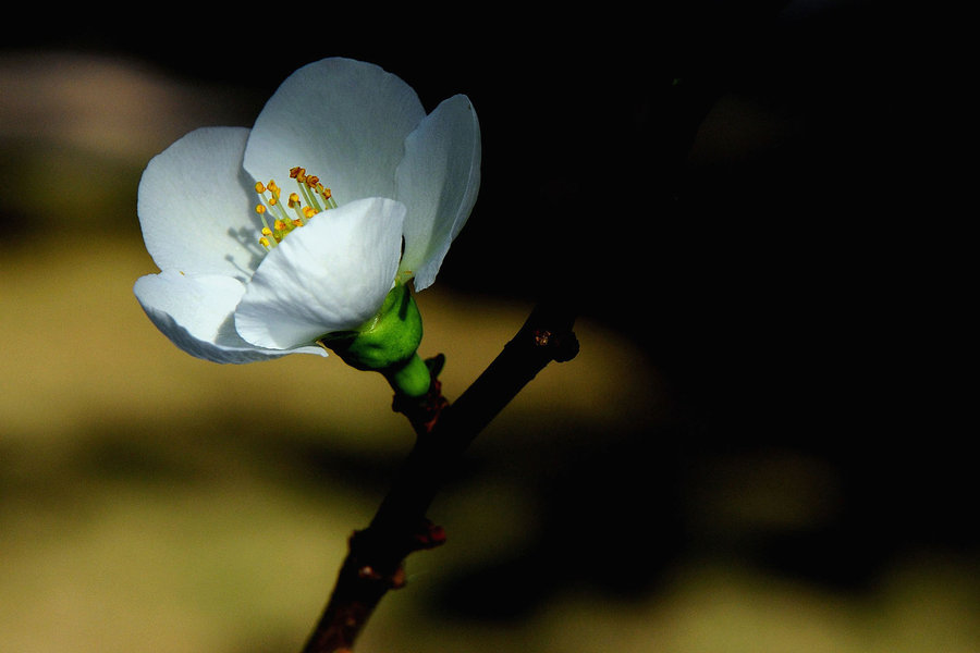 小白花